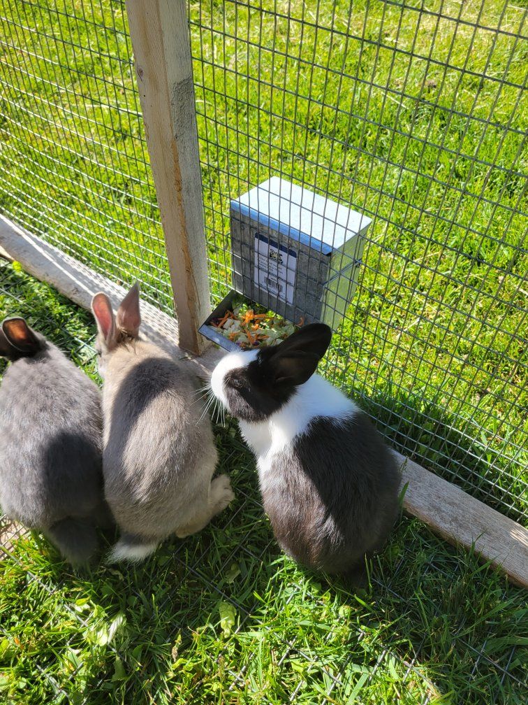 New Zealand rabbits