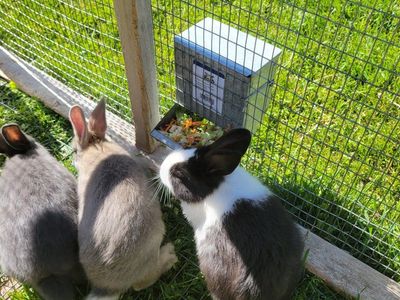 New Zealand rabbits