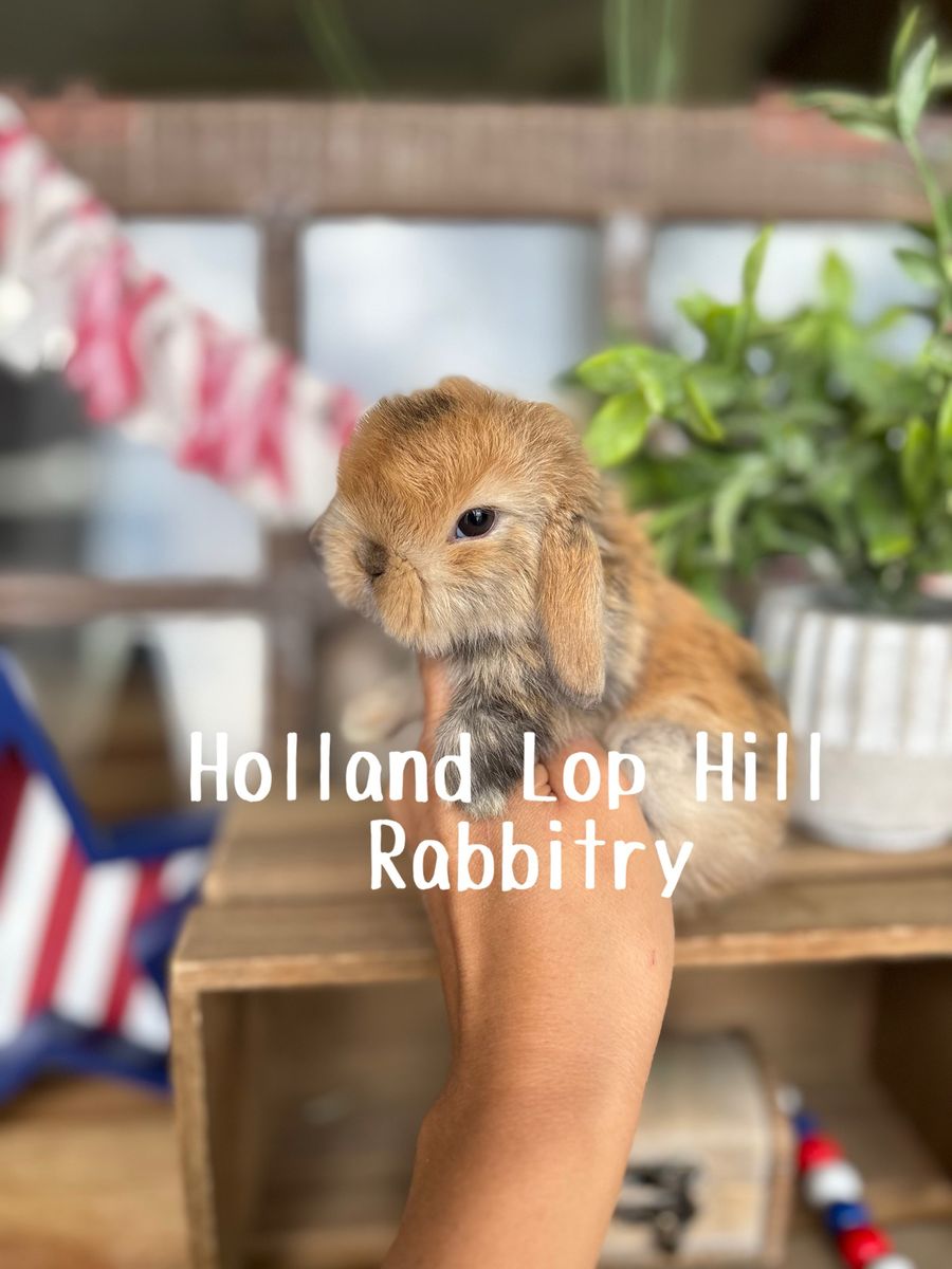 Darling Purebred Baby Holland Lop