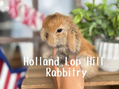 Darling Purebred Baby Holland Lop