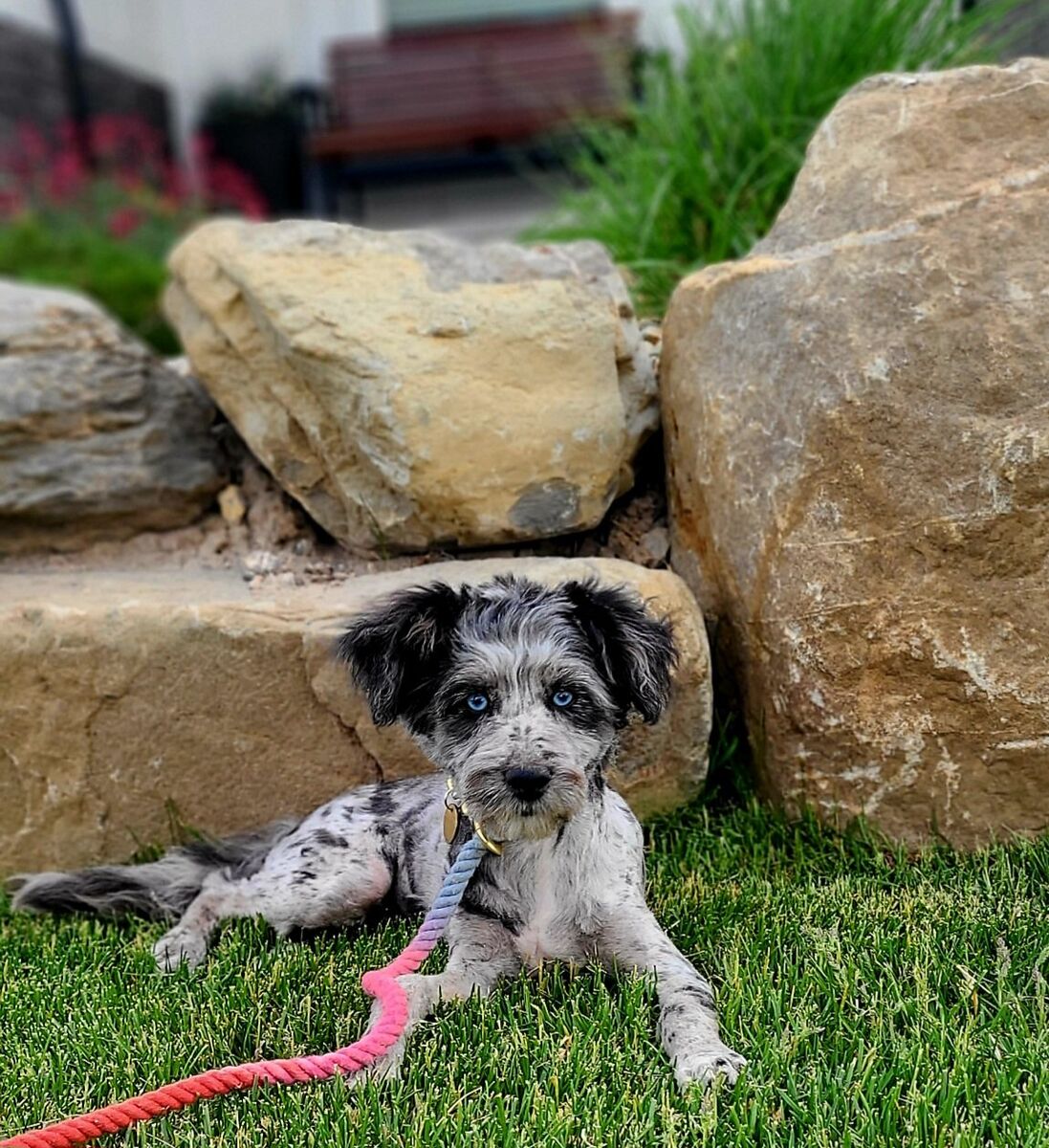Female mini Aussiedoodle