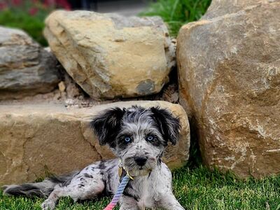 Female mini Aussiedoodle