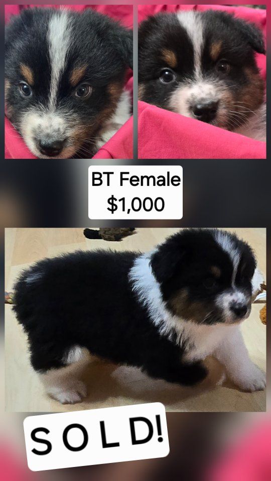 Purebred Std Size AKC Australian Shepherd puppies