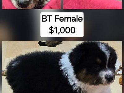 Purebred Std Size AKC Australian Shepherd puppies