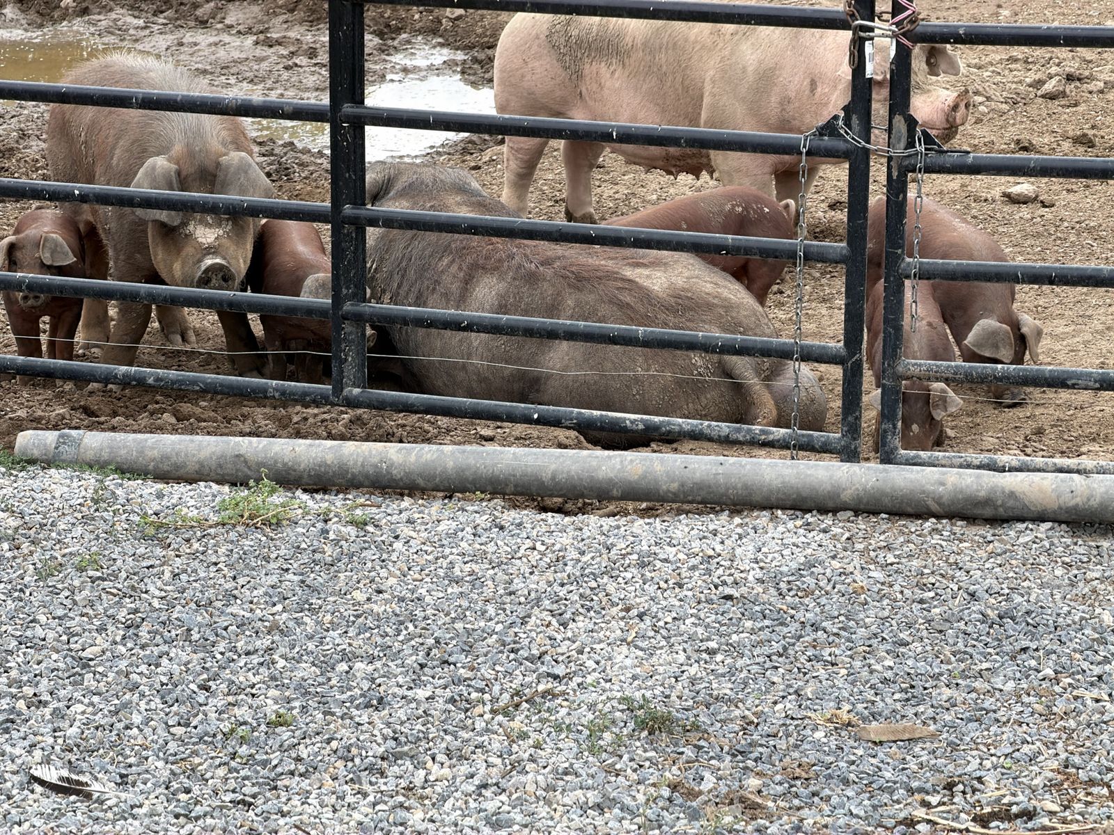 Healthy Piglets for Sale - Available for Farm Pickup