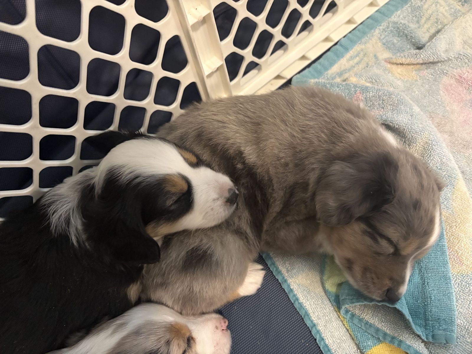 ASDR Registered Mini Aussies