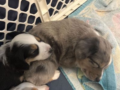 ASDR Registered Mini Aussies