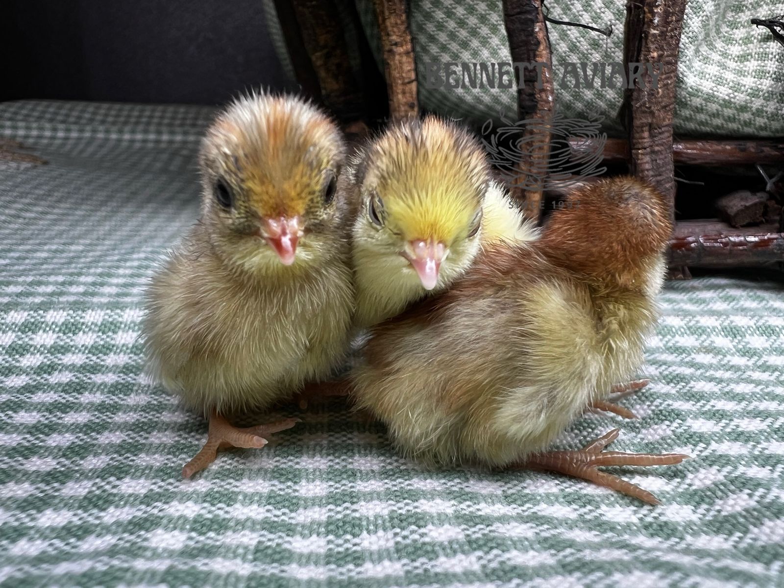 New Button Quail Chicks