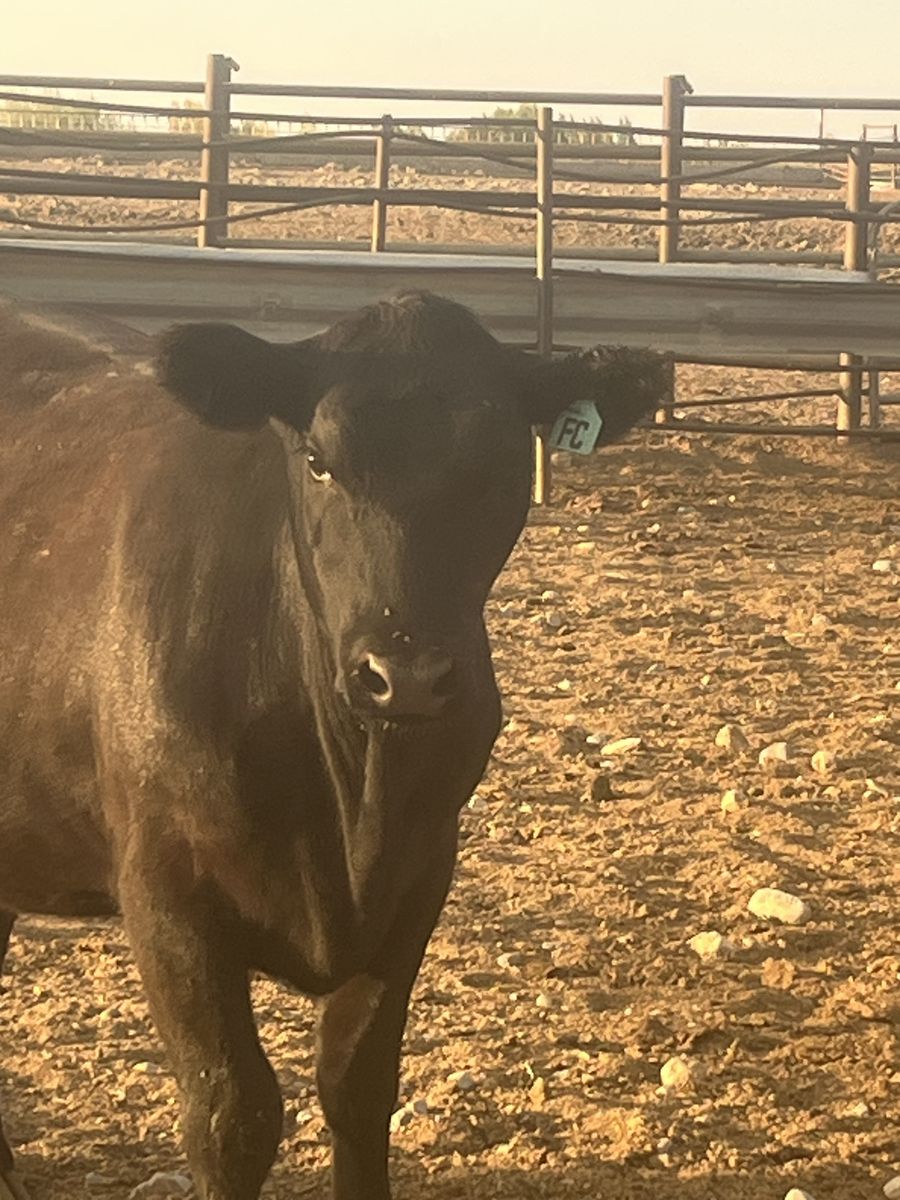 Black steers