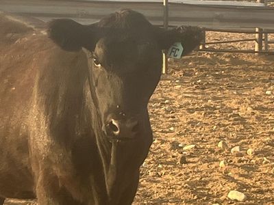 Black steers