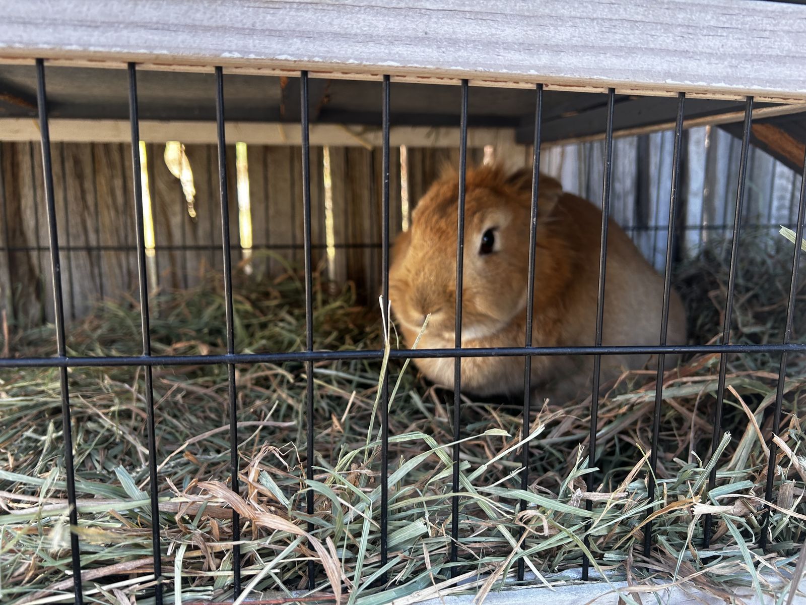 Free Rabbit And Cage