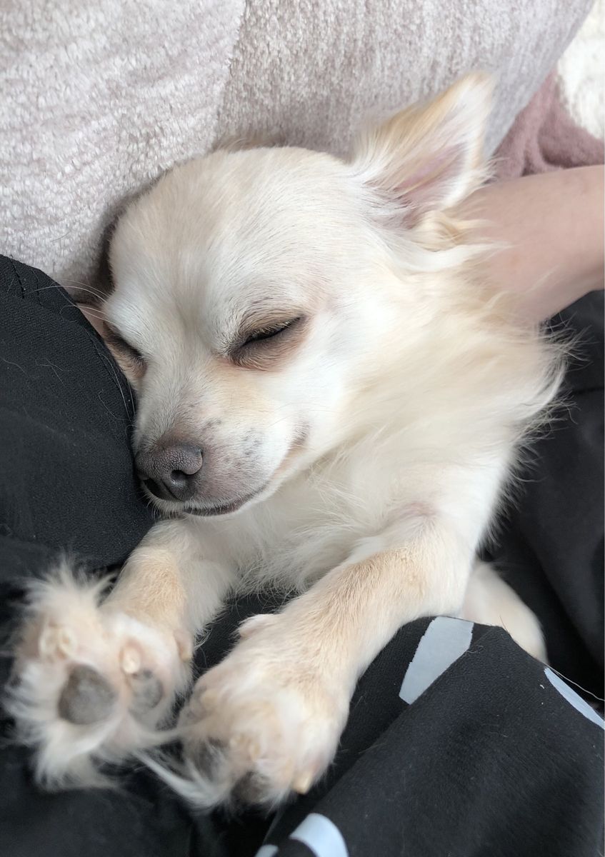 Pomchi four years old