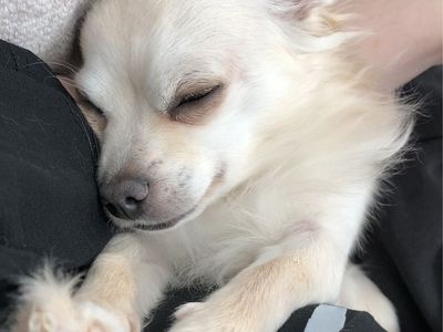 Pomchi four years old