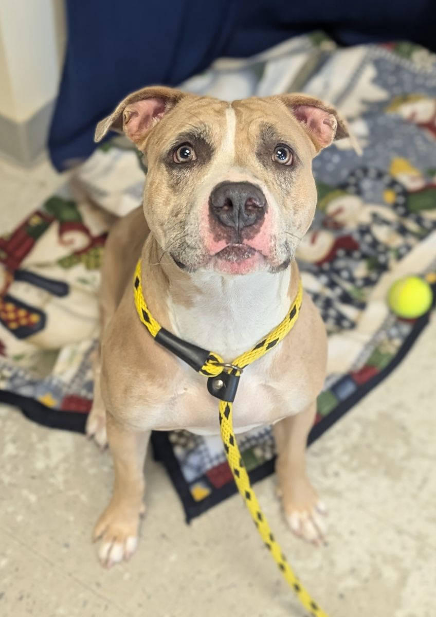 A165301 Kendra is Available for Adoption!