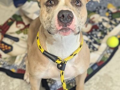 A165301 Kendra is Available for Adoption!