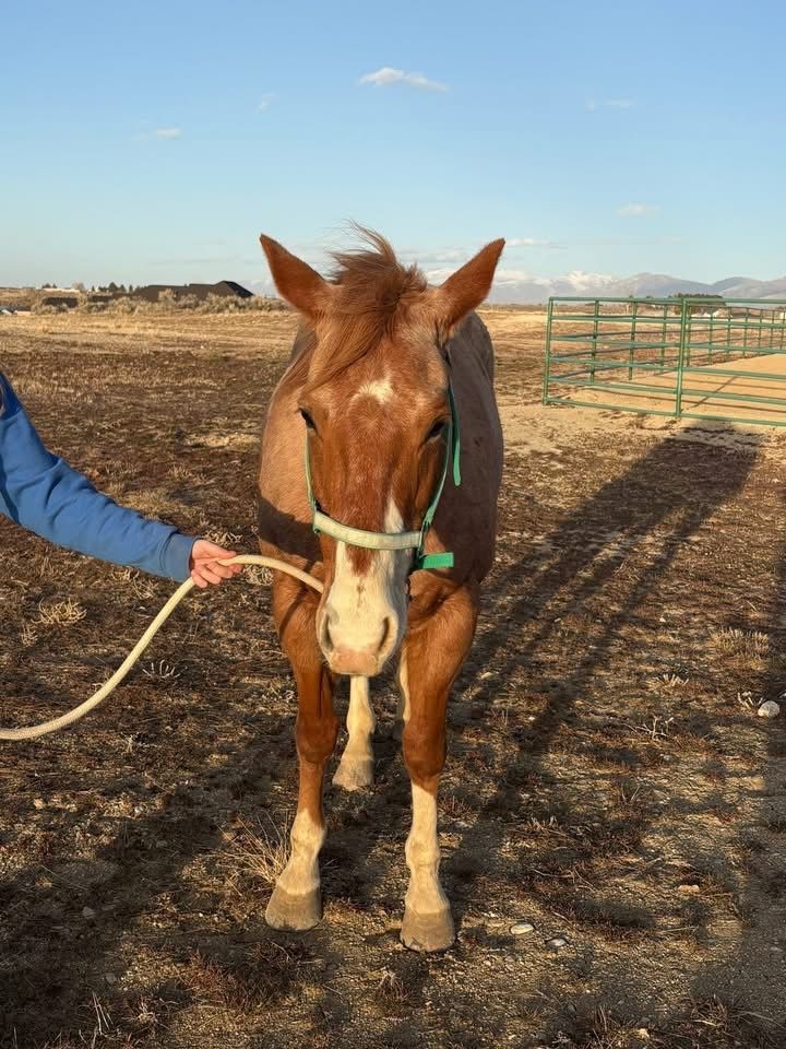 All Around Horses For Sale