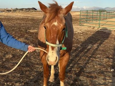 All Around Horses For Sale