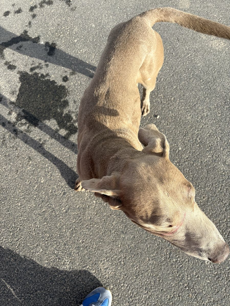 Do you know this dog?  Worried about that he/she may have been dumped in West Jordan