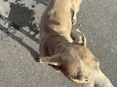 Do you know this dog? Worried about that he/she may have been dumped in West Jordan