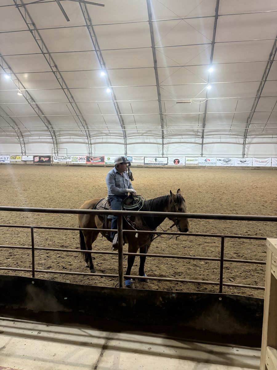 Buckskin Gelding Head Horse