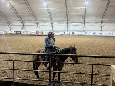 Buckskin Gelding Head Horse