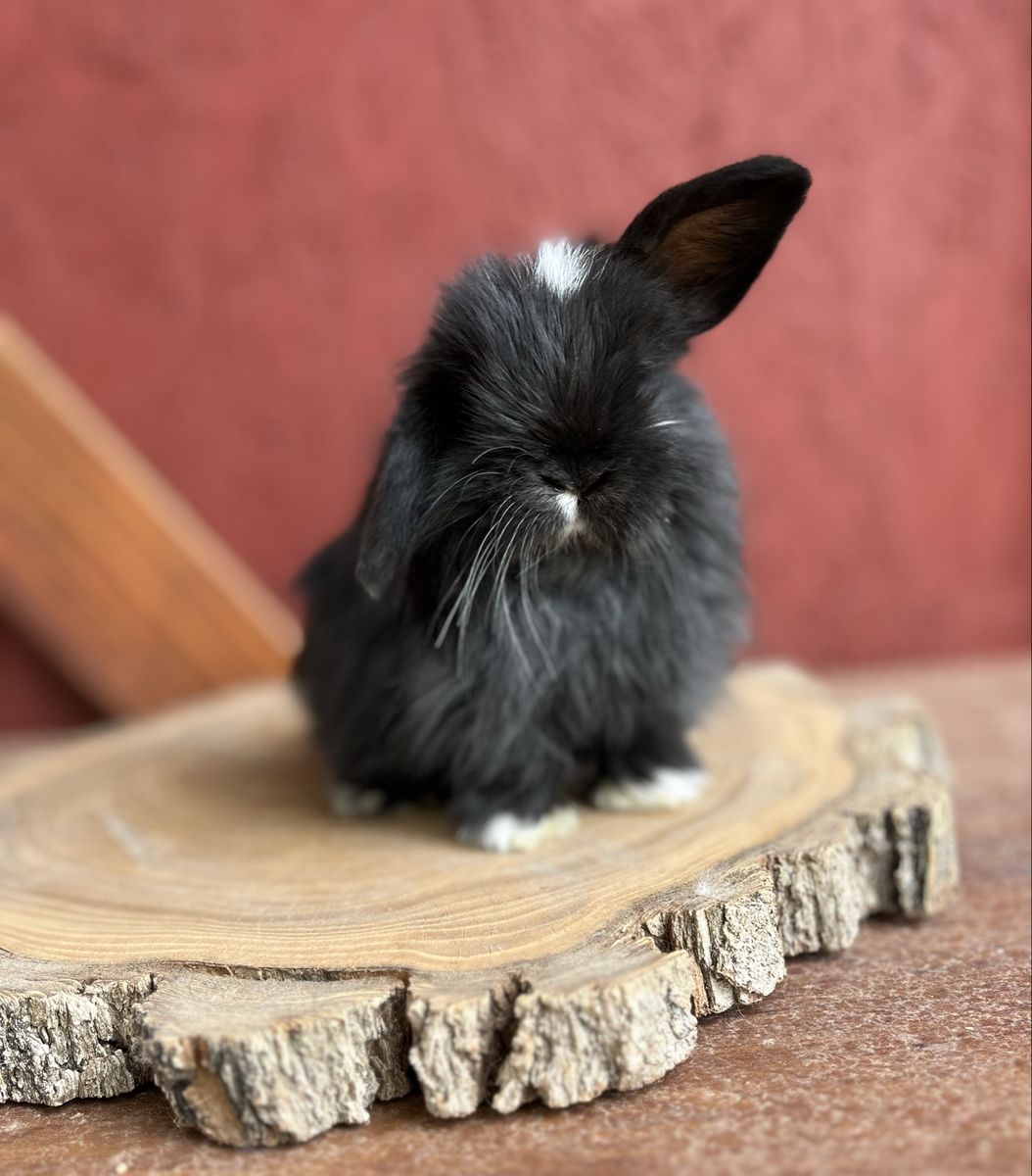 Holland Lop Doe 