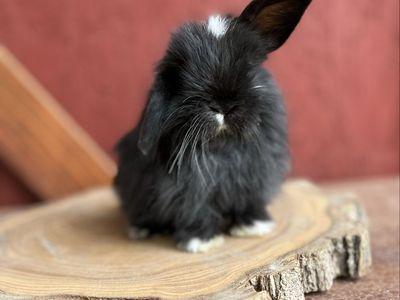 Holland Lop Doe