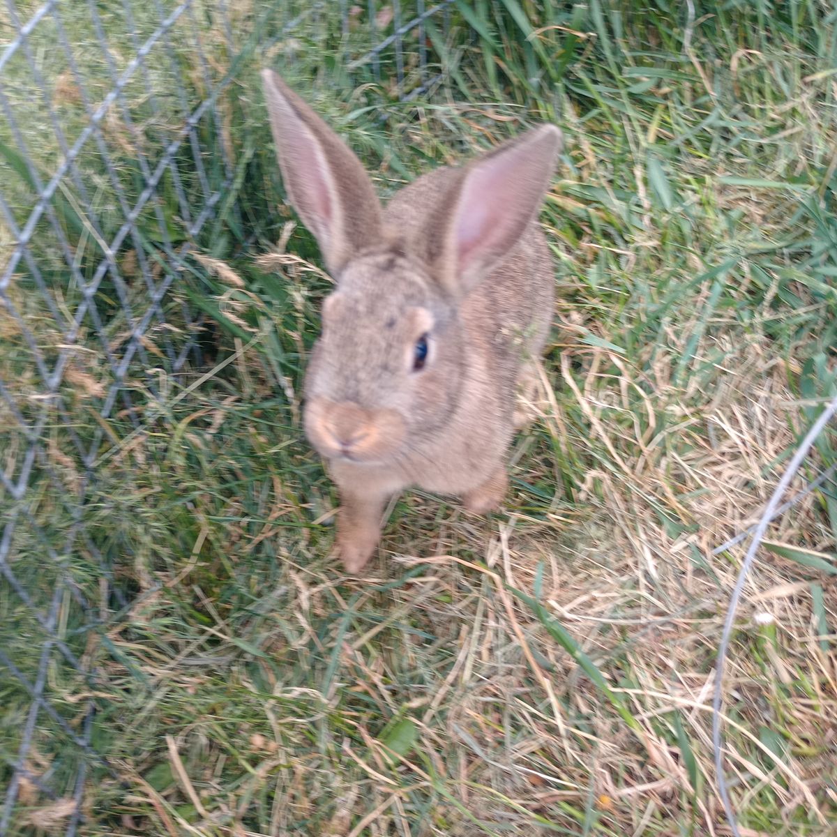 Mixed Breed Baby Rabbits