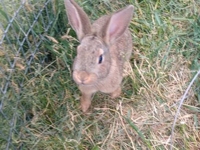 Mixed Breed Baby Rabbits
