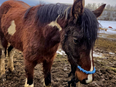 Missouri Foxtrotter Filly