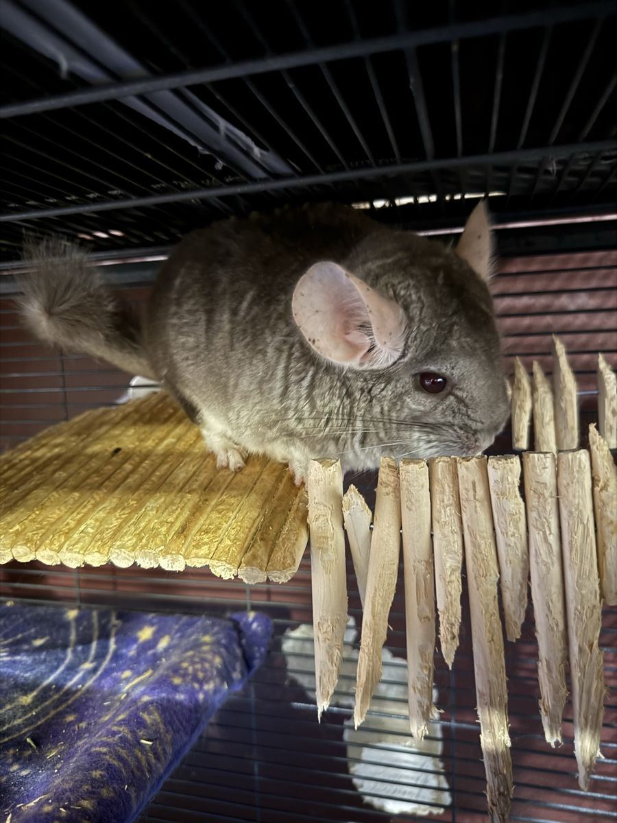 2 Sweet Chinchilla Boys - Cage & Supplies Included