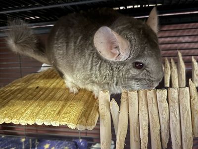 2 Sweet Chinchilla Boys - Cage & Supplies Included