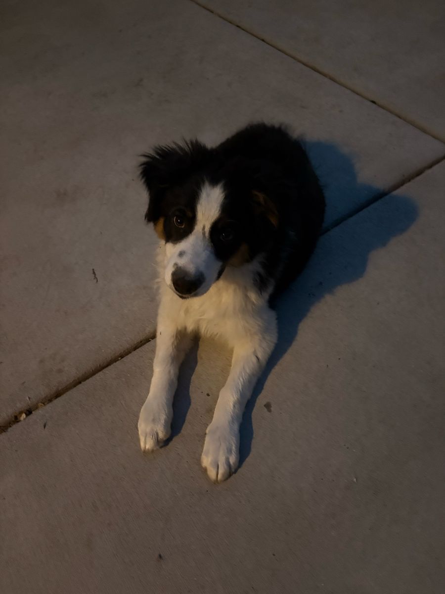 Australia shepherd puppy for sale