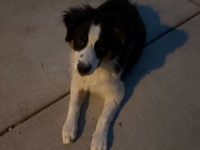 Australia shepherd puppy for sale