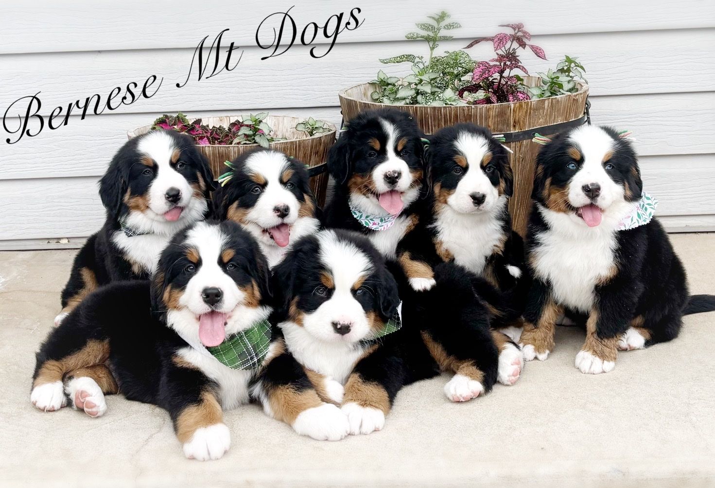 AKC BERNESE MT DOG PUPPIES