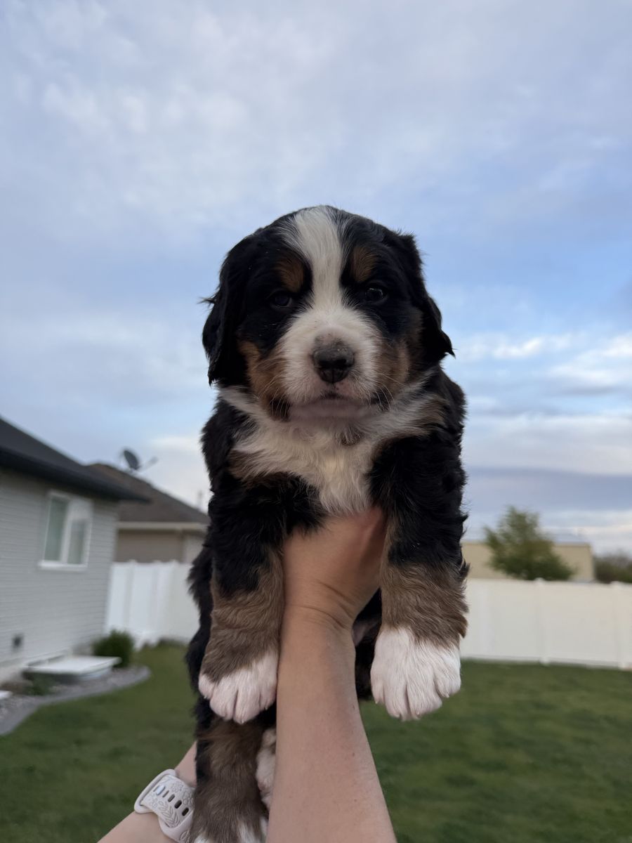 AKC Bernese Mountain Dog Puppies