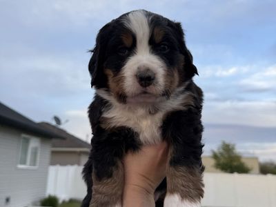 AKC Bernese Mountain Dog Puppies