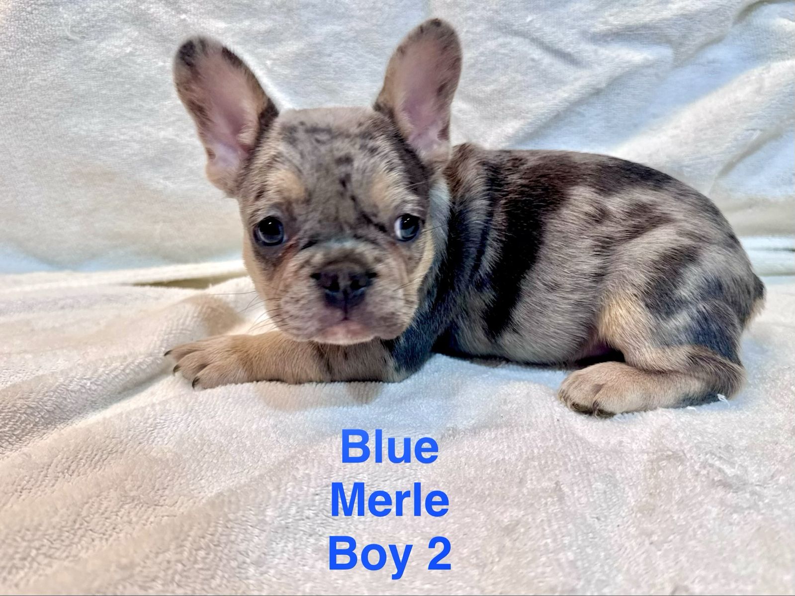 French Bulldog Puppies - AKC- Variable Priced