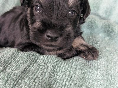 Peek-a-boo!!! Miniature schnauzer puppies