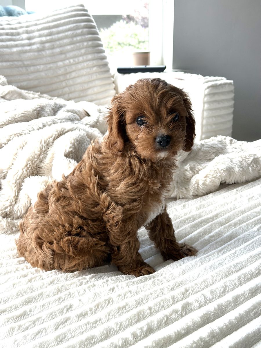 Male Cavapoo Puppy 