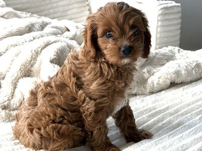 Male Cavapoo Puppy