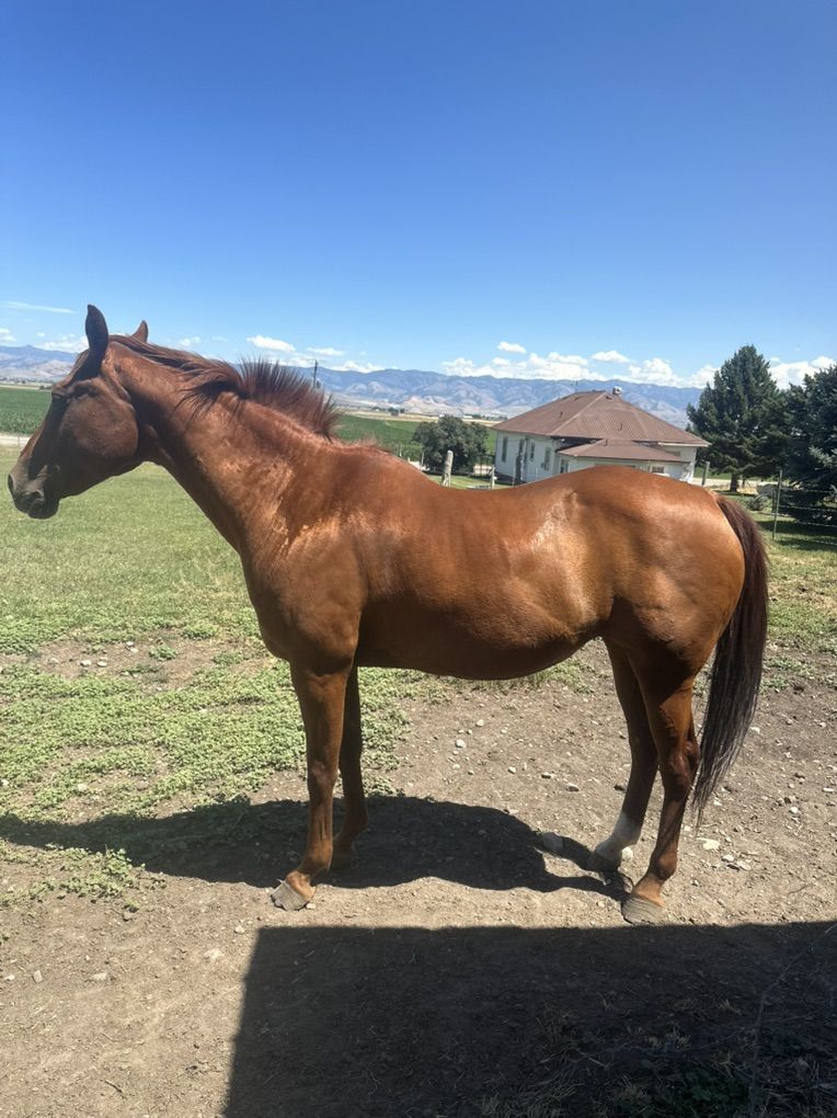 Sorrel Mare