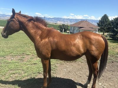 Sorrel Mare