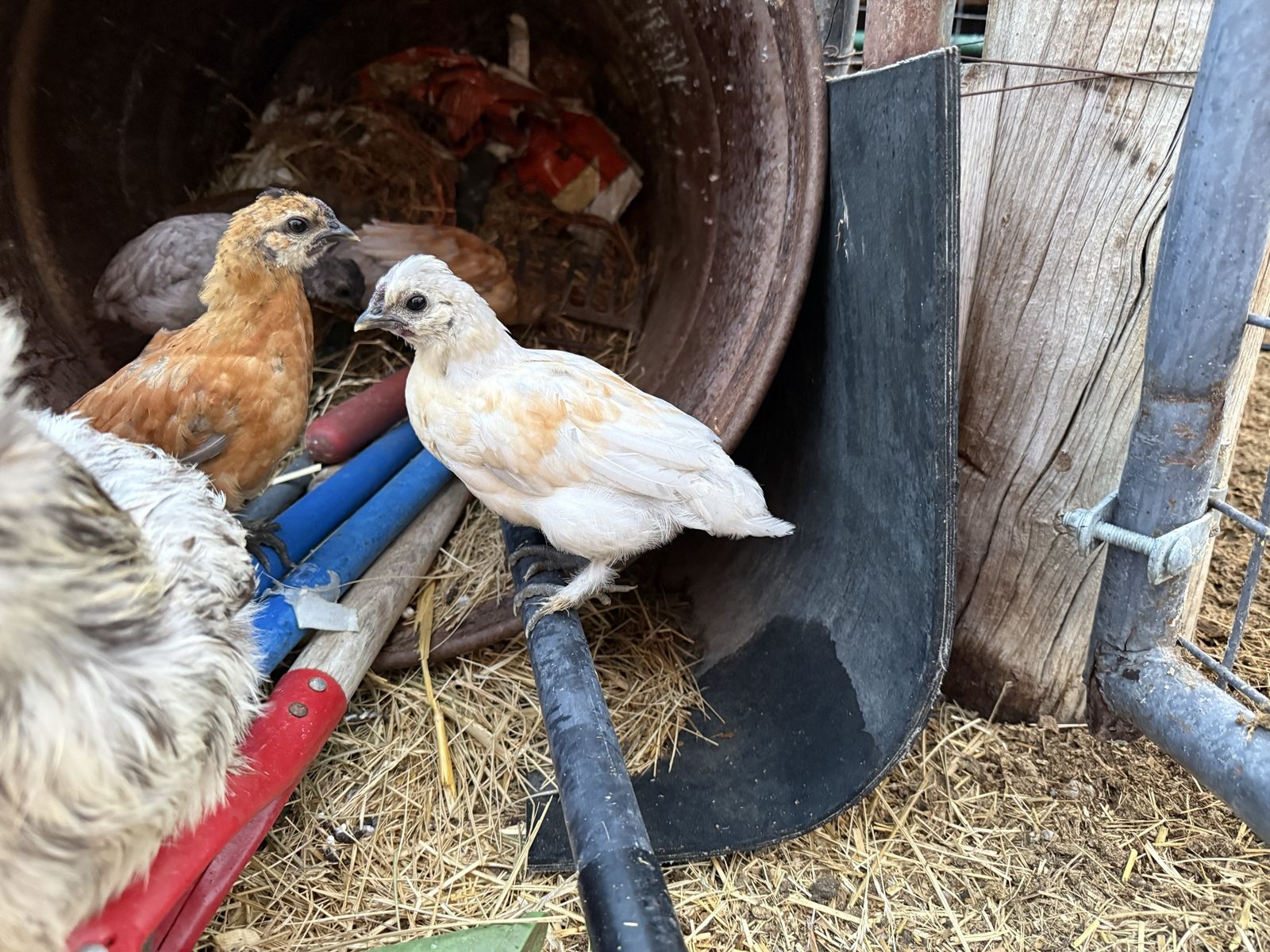 Free silkie chickens