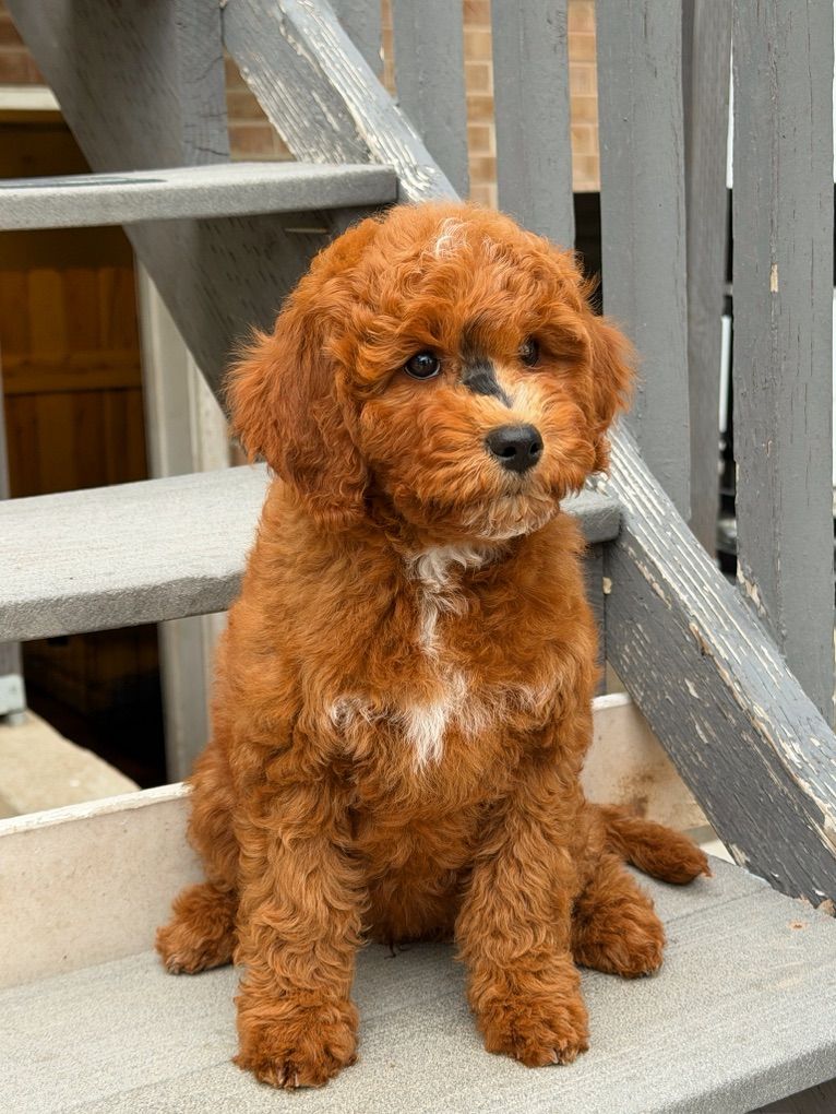 Unique, Stunning Mini Goldendoodle Puppy
