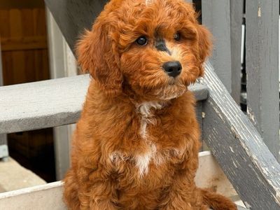 Unique, Stunning Mini Goldendoodle Puppy