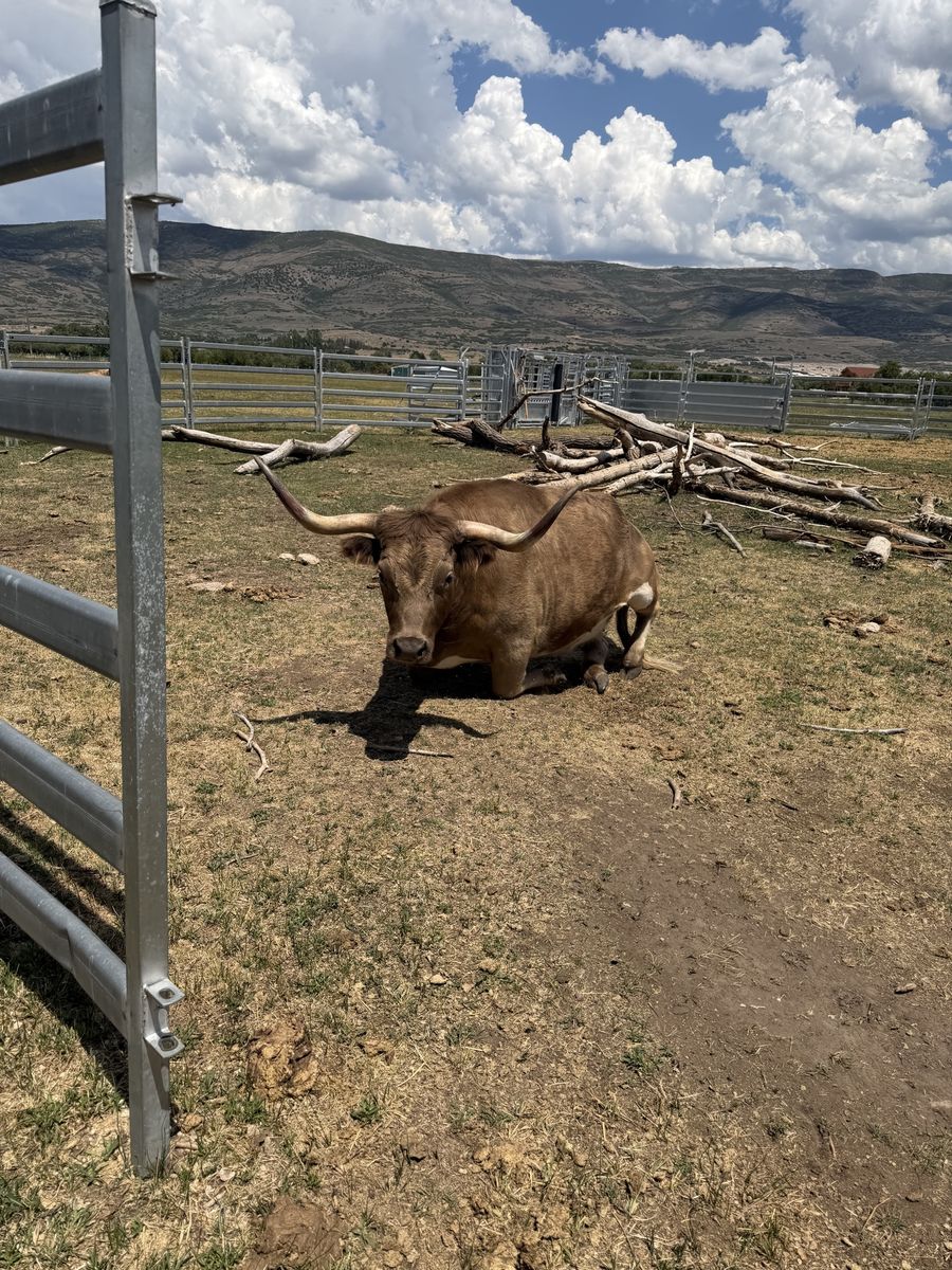 Half Highland Half Longhorn Bull