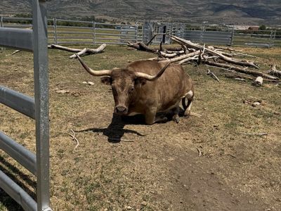 Half Highland Half Longhorn Bull