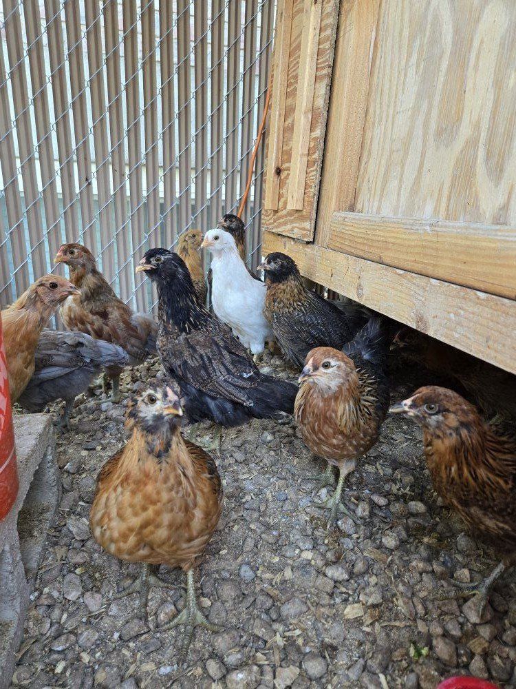 Easter egger 7 weeks pullet chick chicken hen