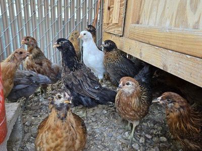 Easter egger 7 weeks pullet chick chicken hen